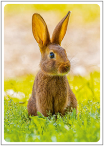 Postcard | Dwarf rabbit