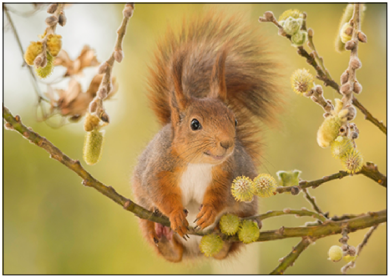 Postcard | Squirrel on branch