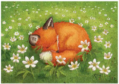 Postcard 334 by Katja Saario - Sleeping Fox