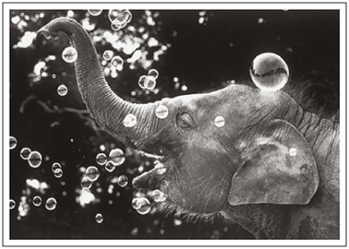 Postcard | Happy Baby Elephant