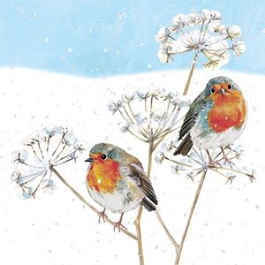 Carola Pabst Postcard | Robin