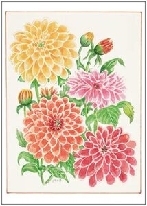 Postcard | Dahlias