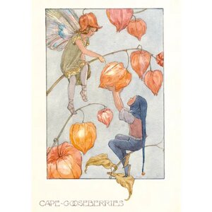 Postcard Margaret W Tarrant | Cape Gooseberries