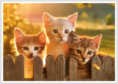 Postcard | Kitten friendship