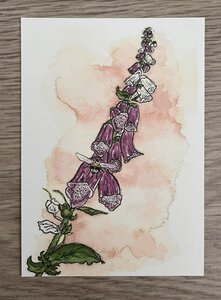 Wildgardens Postcard - Foxglove