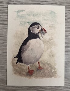 Wildgardens Postcard - Puffin