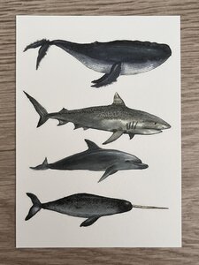 Wildgardens Postkarte - Zeeleven walvis