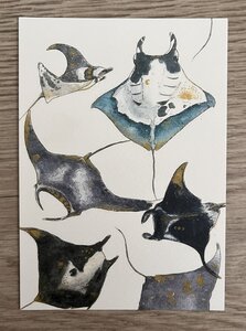 Wildgardens Postcard - Rays