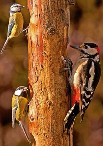 Postcard Tushita | Blue Tits & Spotted Woodpecker