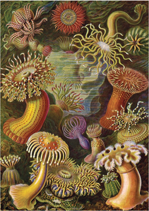 Postcard | Actiniae (Sea Anemones)