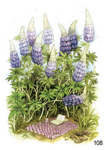 Inge Look Nr. 108 Postkarte Garden | Purple Flowers