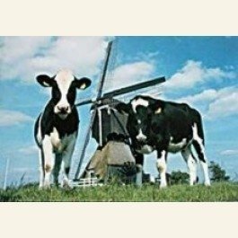Postcard | Cow-Mill-Cow, Holland