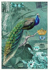 PK 484 Tausendschön Postcard | Peacock