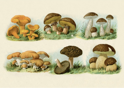 Postcard | Vintage Mushroom Illustration
