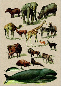 Postcard | Natural History 1900