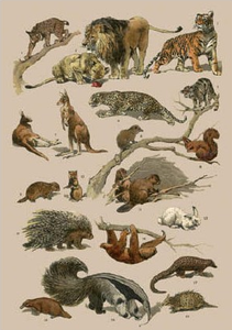 Postcard | Natural History 1900