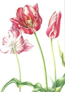 Museum Cards Postcard | Tulipa 