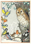 Postcard Molly Brett | An owl and other birds