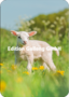 Shutterstock - Burry van den Brink Postcard | Lamb