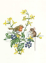 Postcard Molly Brett | Mouse sitting on winter jasmine sketching robin
