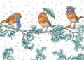 Postcard Molly Brett | Three Robins On A Branch At Christmas 