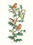 Postcard Molly Brett | Birds And Holly