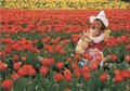Postcard | Liefde tussen de tulpen