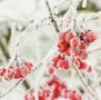 Postcard Adobe Stock  - Winter berry bush
