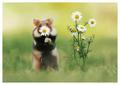 Postcard | Hamster with daisies