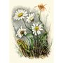 Postcard | Oxeye Daisy, Wildflowers