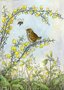 Postcard Molly Brett | Baby Thrush On Gorse With Cowlips And Bee