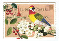 PK 982 Tausendschön Postcard | Parrot