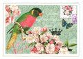PK 985 Tausendschön Postcard | Parrot