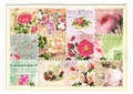PK 978 Tausendschön Postcard | Roses Stamps