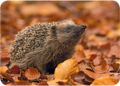 Adobe Stock Postcard | Hedgehog