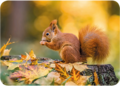 Adobe Stock Postcard | Squirrel