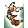 Postcard | Four Butterflies