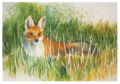 Postcard | Red Fox
