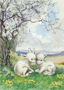 Postcard Molly Brett | Two New Born Lambs In A Field 