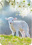 Adobe Stock Postcard | Lamb