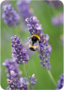 Postcard | Lavender and Bumblebee