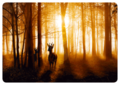 Postcard | Encounter in the forest (deer)