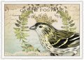 PK 1085 Tausendschön Postcard | Bird with Crown