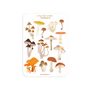 A6 Stickersheet by Muchable | Mushrooms