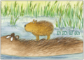 Postcard | Ich steh auf dich (capybaras)