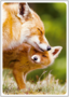 Postcard | Red fox cub with mother