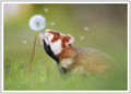 Postcard | Hamster and dandelion