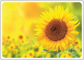 Postcard | Sunflower