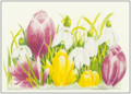 Postcard | Crocuses and snowdrops