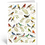 Greeting Card Quire - Happy Birthday Birds